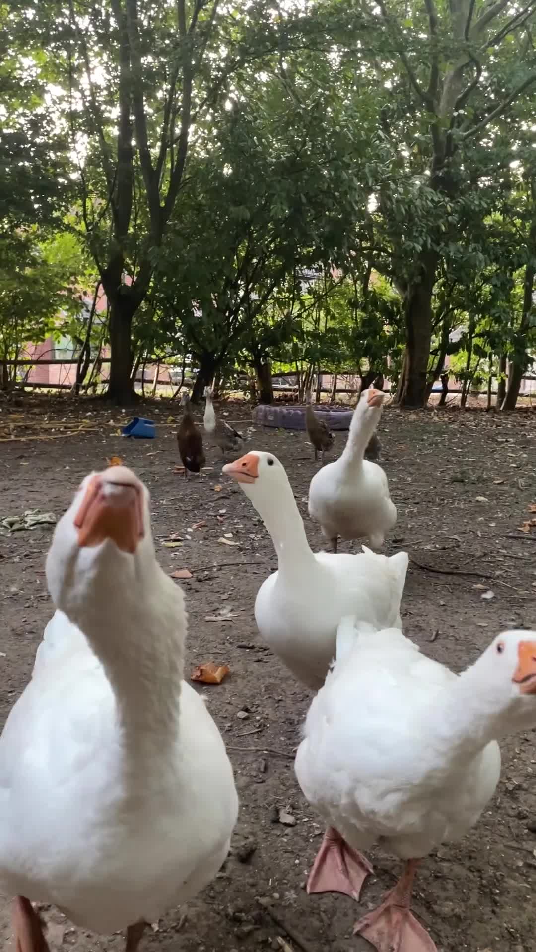 Geese poultry for sale: Embden Geese  - Video 1