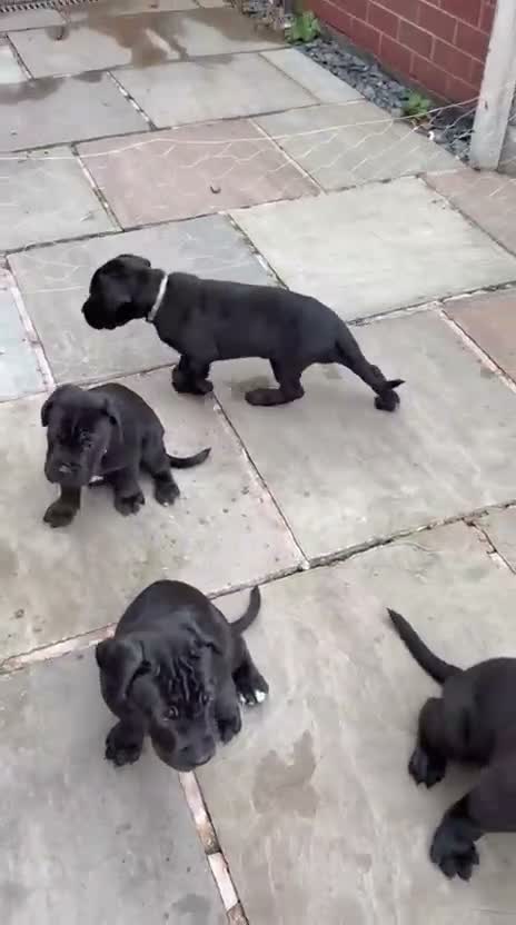 Cane Corso dogs for sale: Exceptional 88% Cane Corso / 12% Malinois Puppies in Preston - Video 3