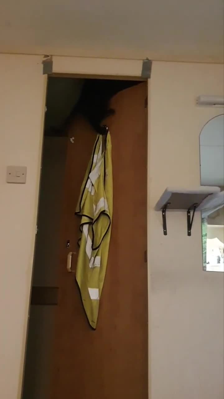 British Shorthair cats for sale: 2 Beautiful Boys for Sale - Video 2