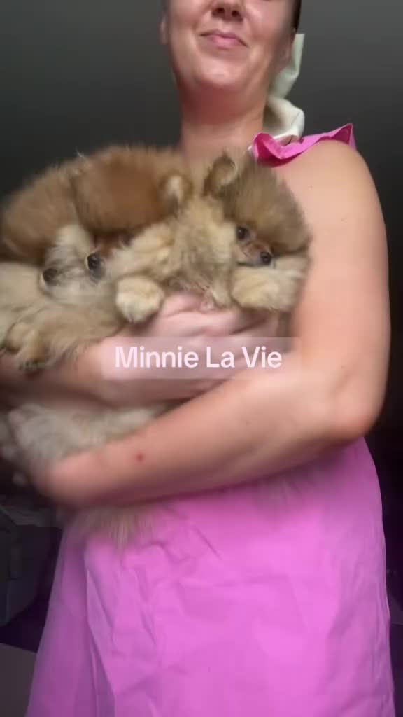Pomeranian dogs for sale: 💗Last girl left! Royal Orange Pomeranian Pedigree - Video 4