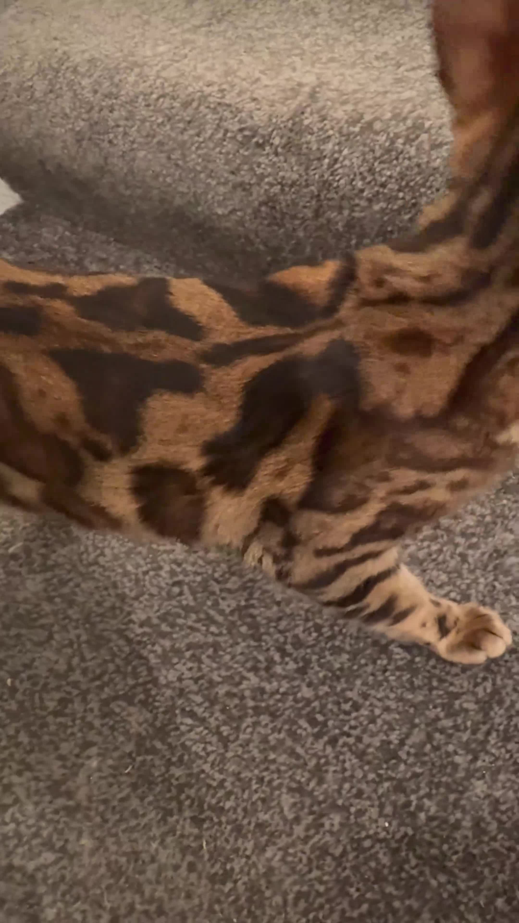 Bengal cats for sale: Two Beautiful Bengal Females  in Liverpool - Video 2