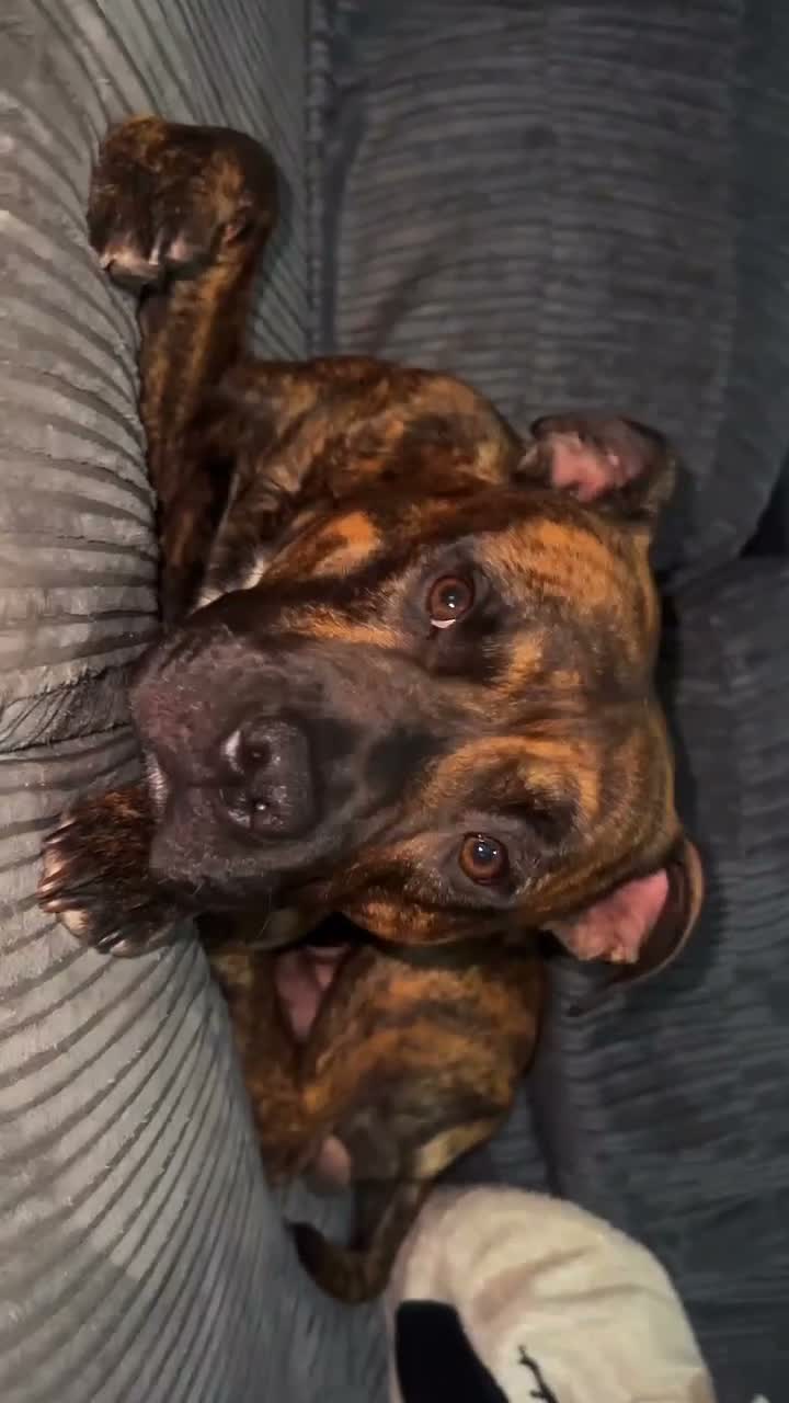 Staffordshire Bull Terrier dogs for stud: Male Staffordshire Bull Terrier For Stud - Video 1