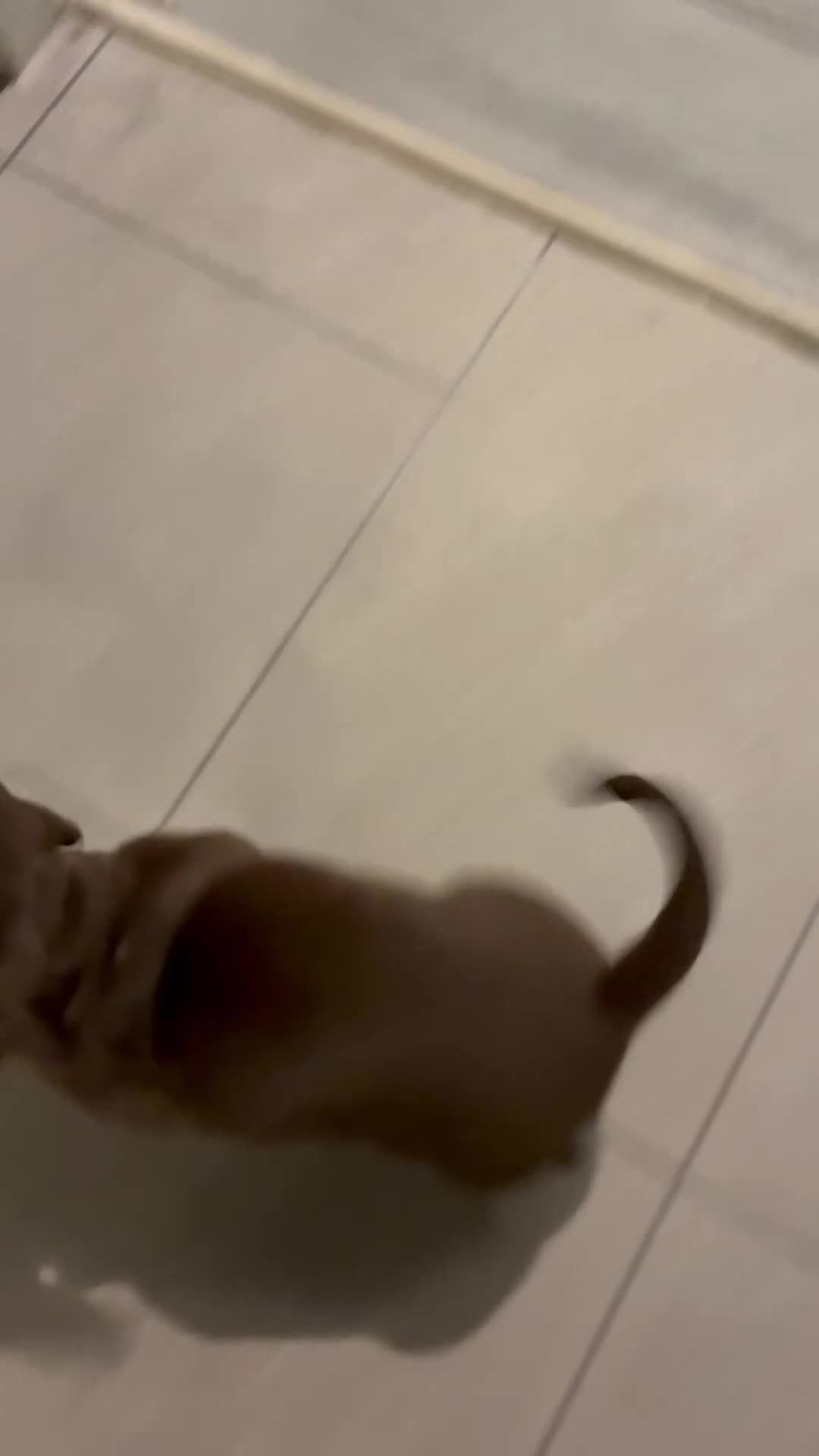 Miniature Dachshund dogs for sale: KC Miniature Dachshund puppies - Video 3