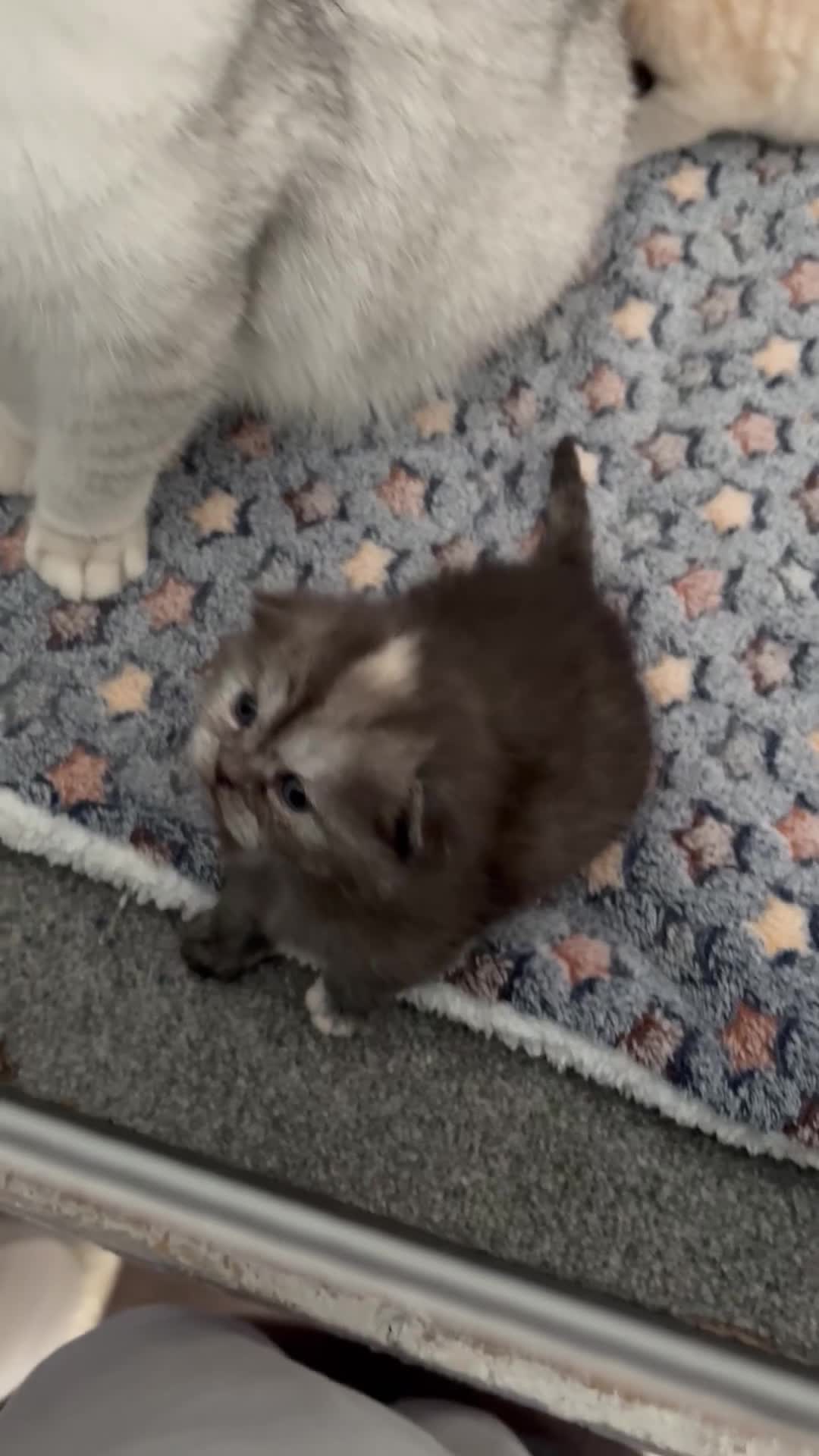 Scottish Fold cats for sale: Adorable 5 Scottish Fold Kittens - Video 2