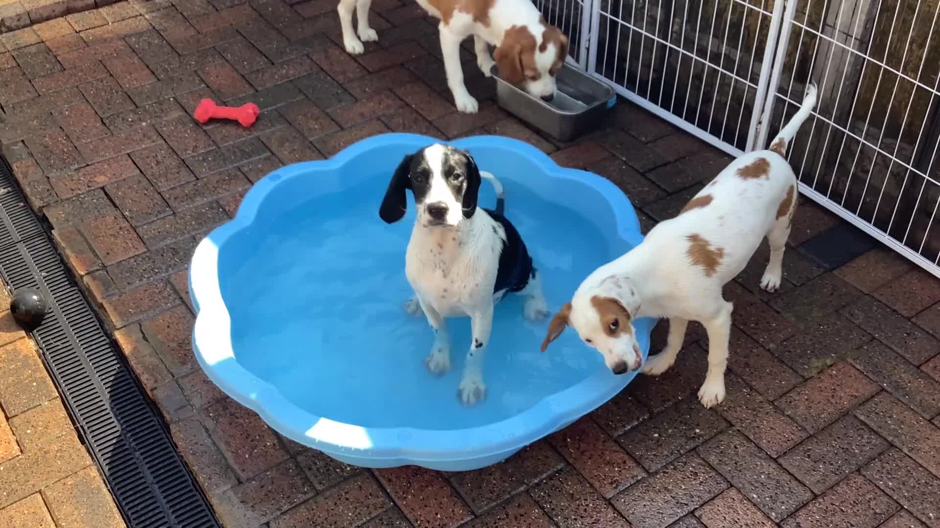 Mixed Breed dogs for sale: American Beagle x Cav + Poodle x Springer Spaniel  - Video 2