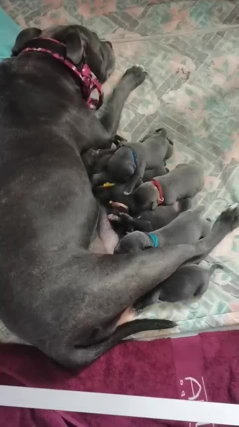 Staffordshire Bull Terrier dogs for sale: For Sale Blue Staffies/ Blue Staffordshire  - Video 1