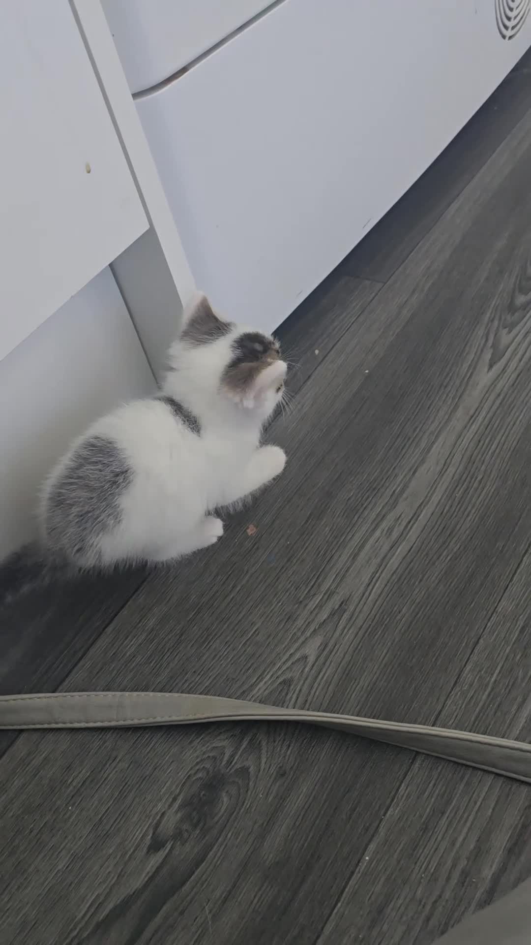 Mixed Breed cats for sale: beautifull kittens - Video 2