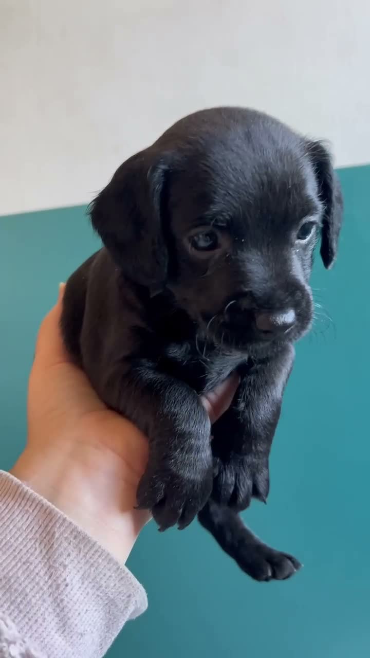 Mixed Breed dogs for sale: 2 female Patterpoos - Video 1