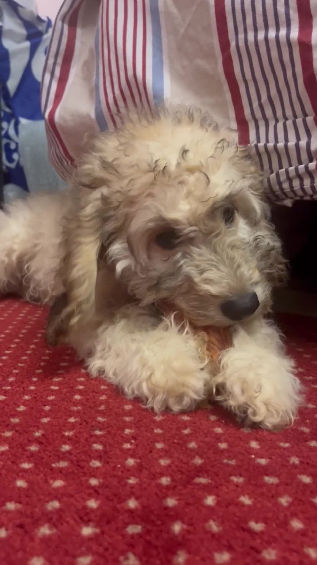 Cockapoo dogs for sale: Adorable 4-Month-Old Male Cockapoo for Sale 🐶 - Video 1