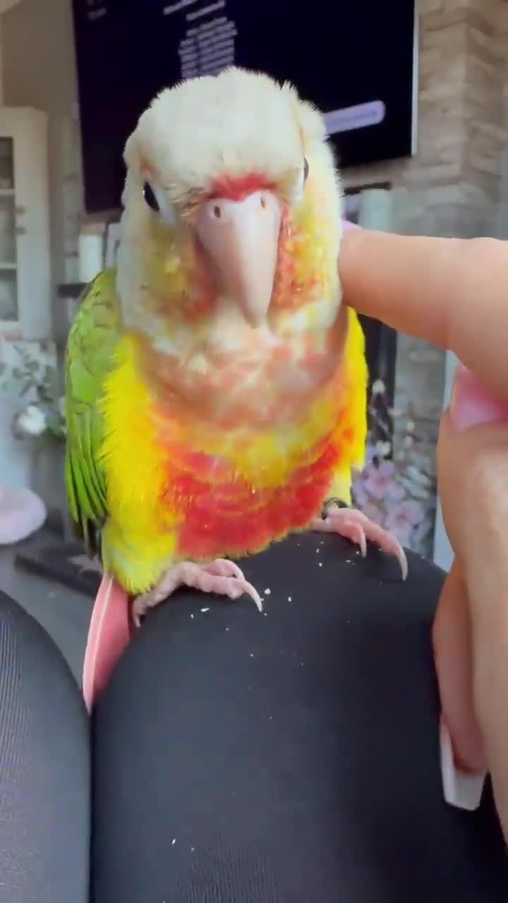 Conures birds for sale: Tame pineapple conure  - Video 4
