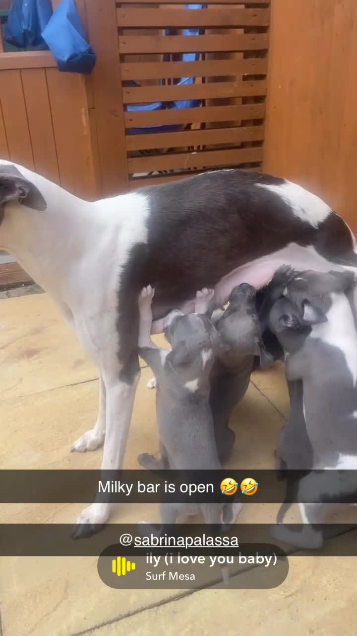Whippet dogs for sale: ⭐️ Beautifully bred whippet pups ⭐️ - Video 1