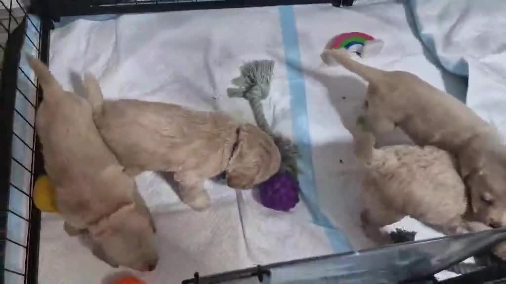 Mixed Breed dogs for sale: Beagle Doodles - Video 2