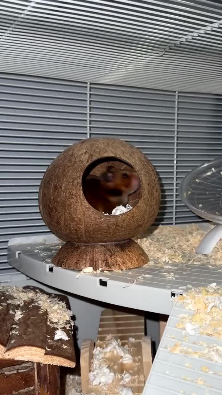 Hamster rodents for sale: Syrian hamster in Newhaven - Video 1