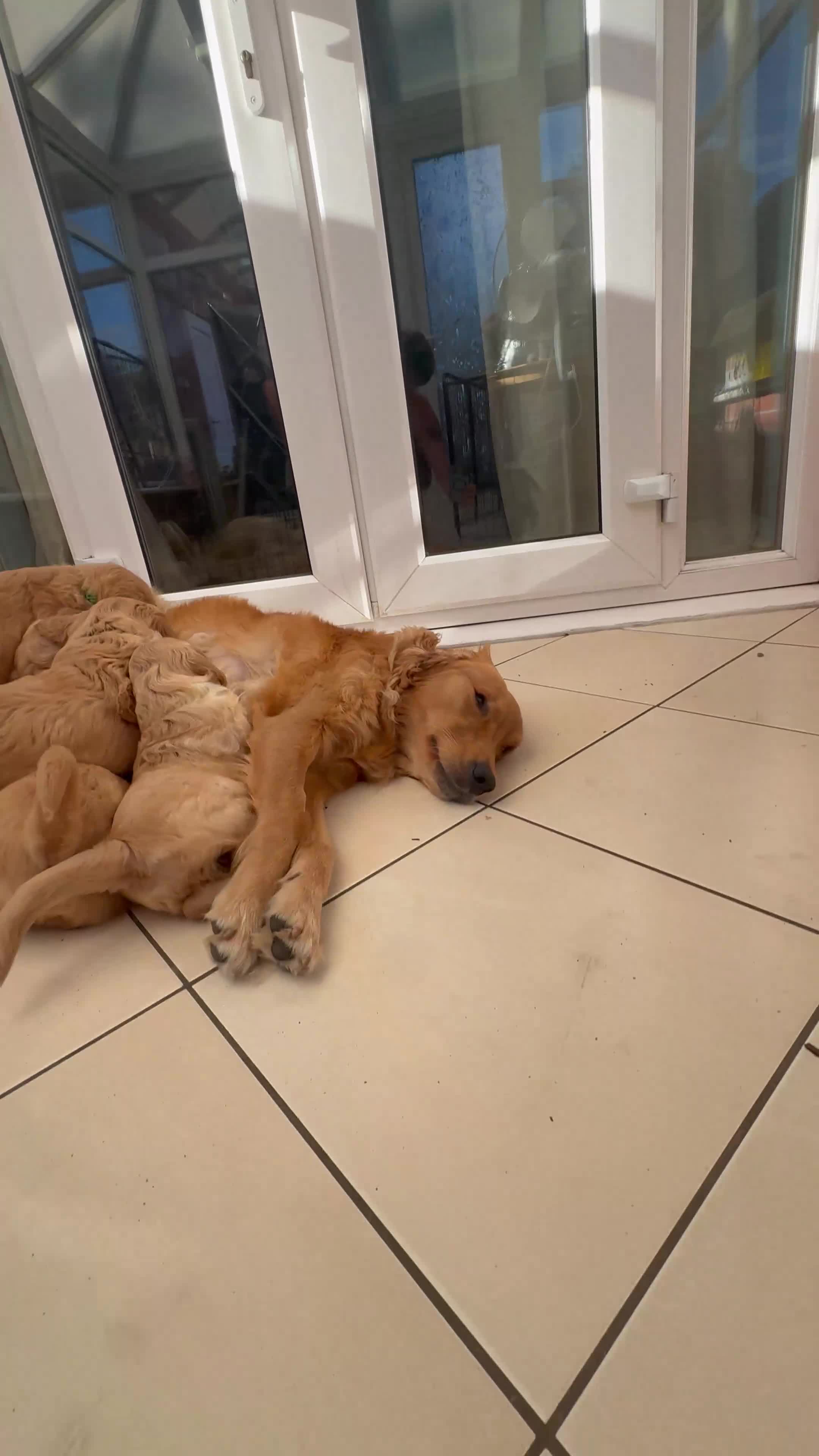 Golden Retriever dogs for sale: GOLDEN RETRIEVER  PUPPYS READY FROM 29th JUNE - Video 1