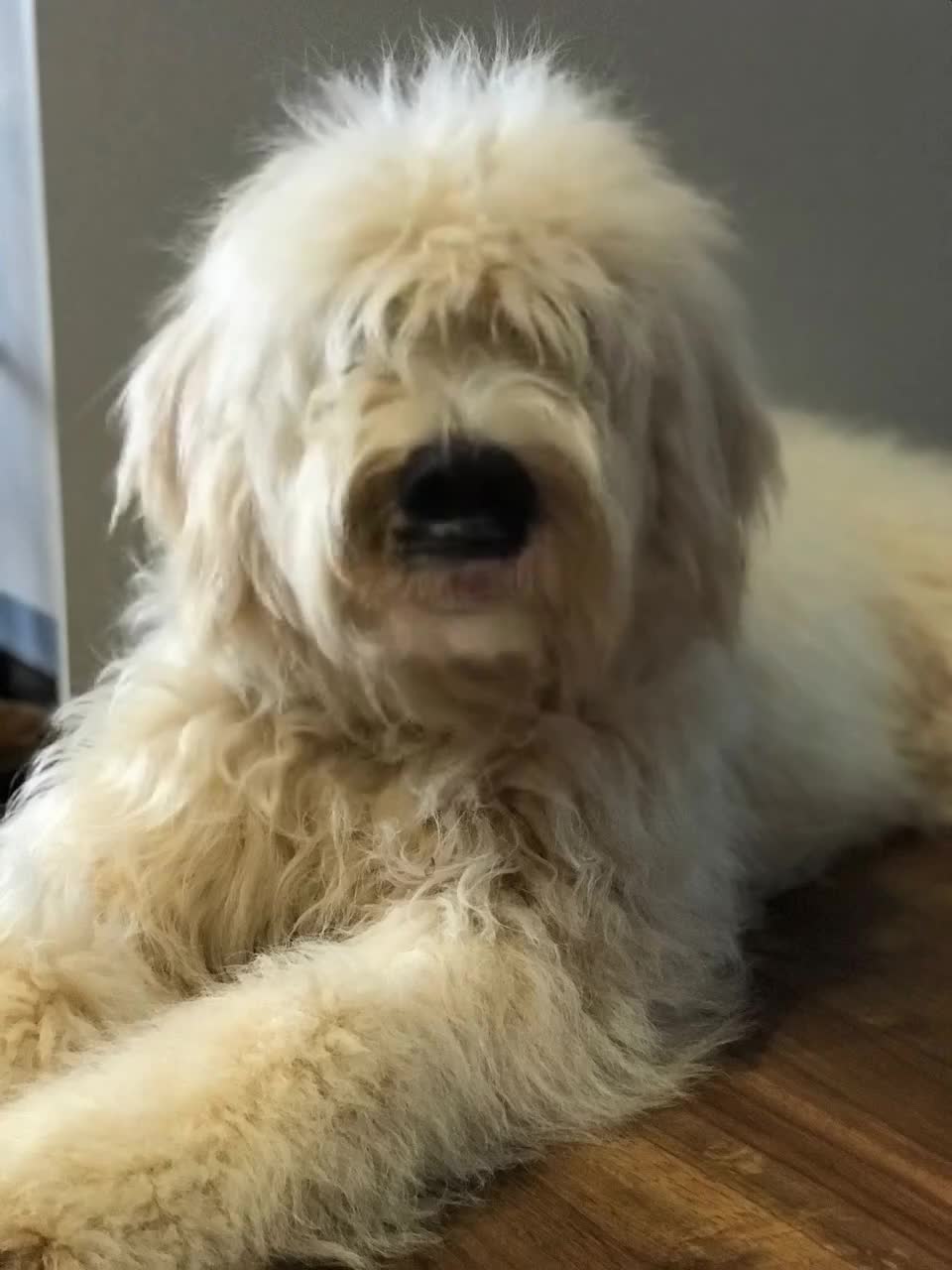 Portuguese Water Dog dogs for sale: ARTSEADOG KC registered Pure Portuguese Waterdogs - Video 2