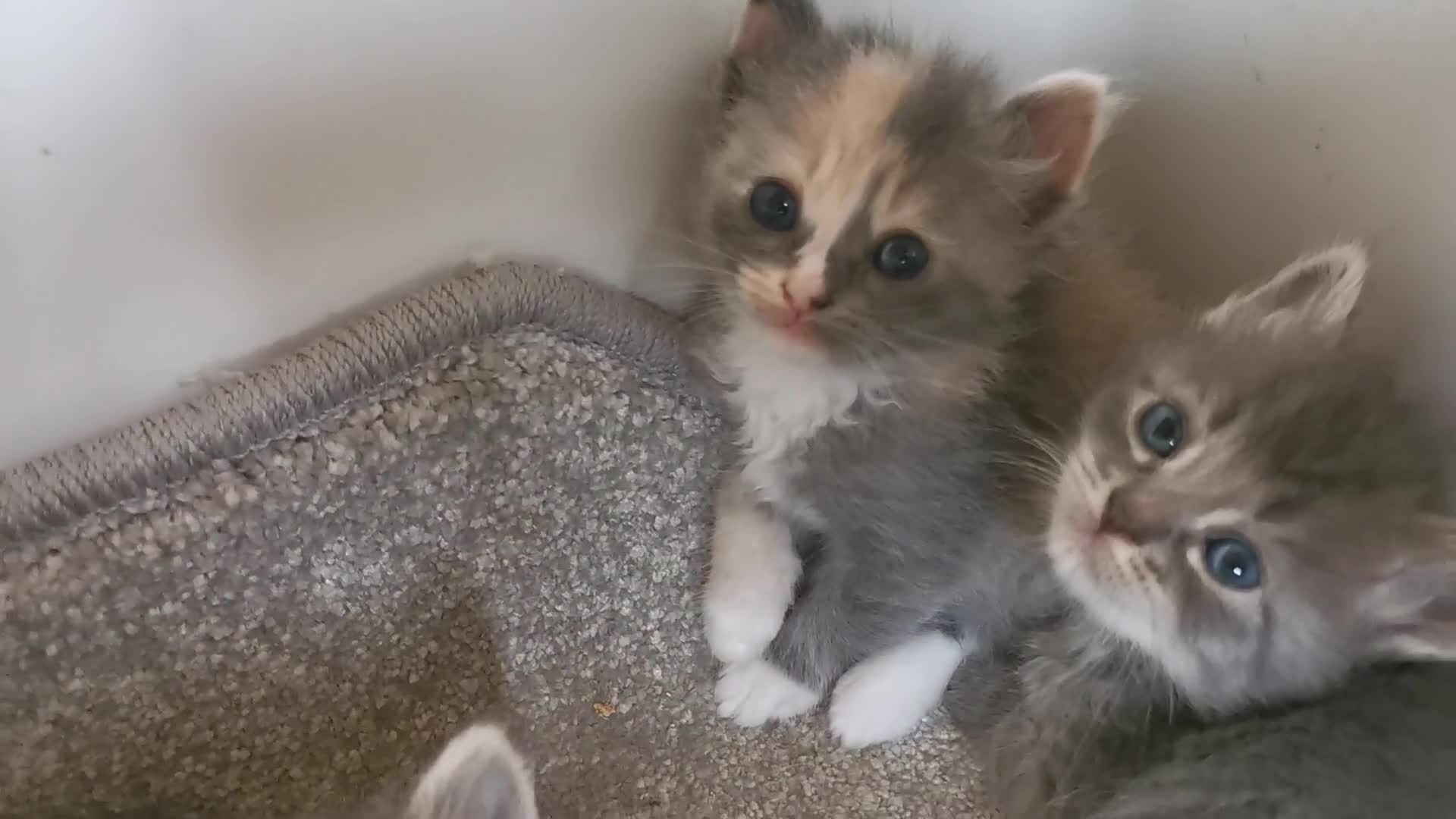 Siberian cats for sale: Registered, Unique Siberian kittens  - Video 1