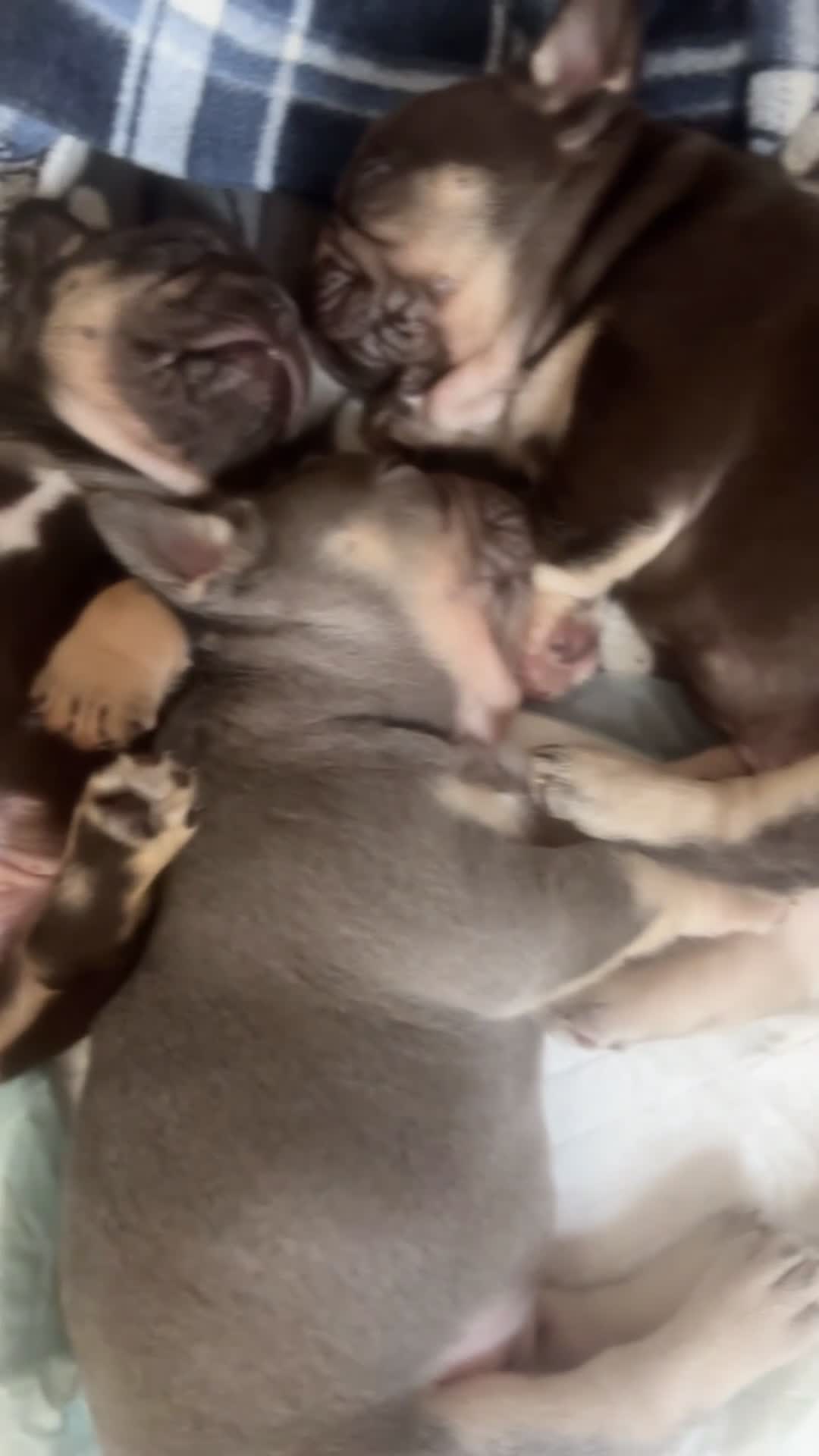 French Bulldog dogs for sale: 🤎🐻 Beautiful Quality Baby Dogs 🐻🤎 - Video 1