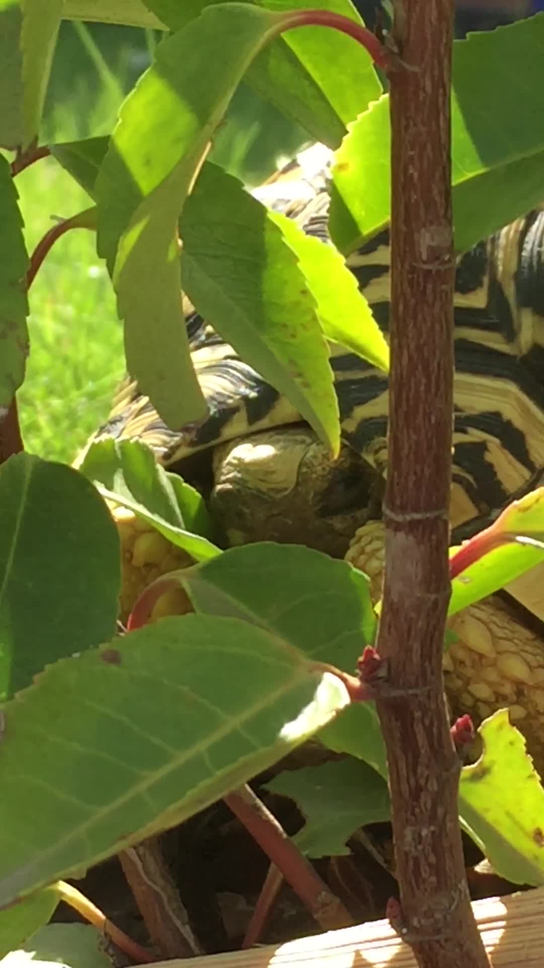 Tortoise reptiles for sale: 5 year old leopard tortoise in Cowbridge - Video 1