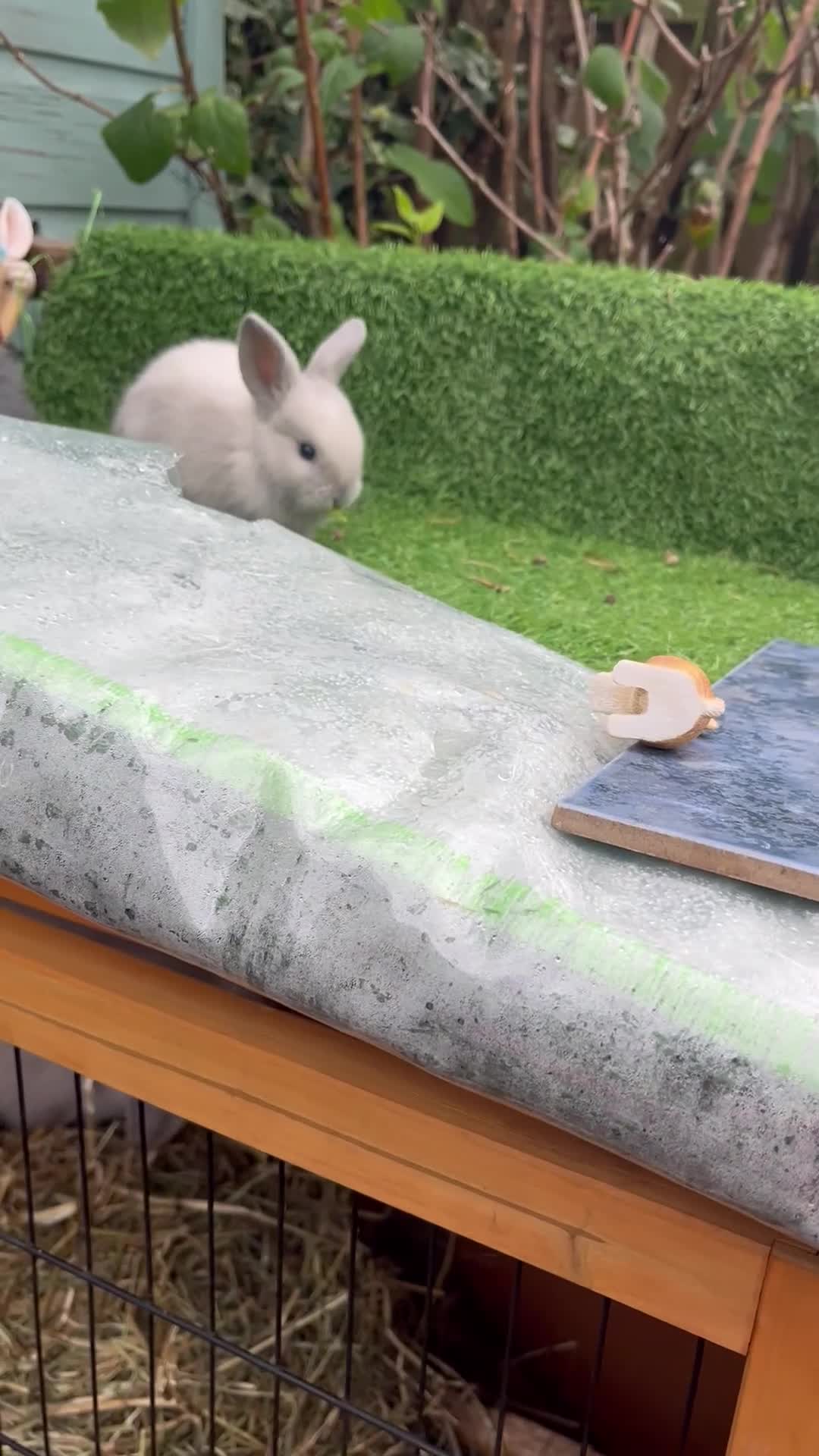 Mini Lop rabbits for sale: Autumn babies - Video 1