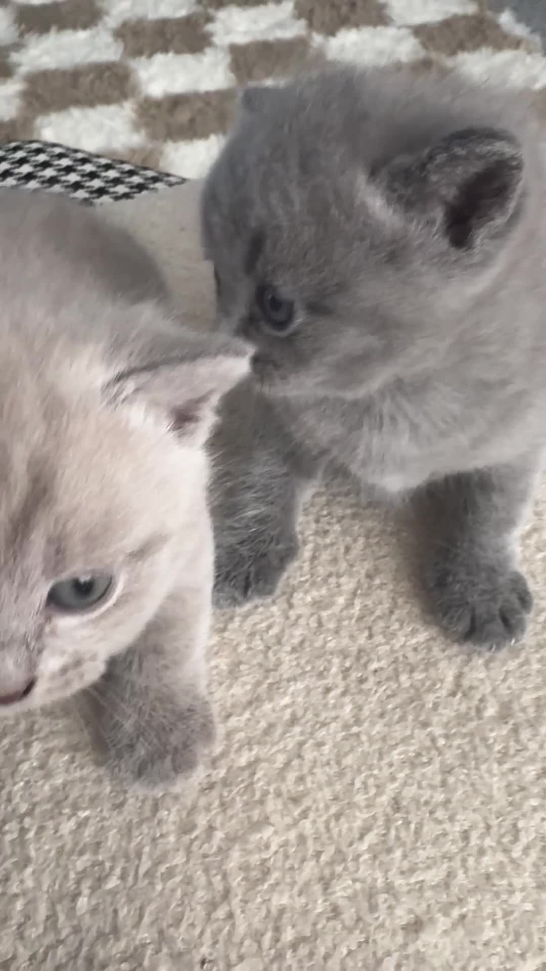 British Shorthair cats for sale: **last kitten left** British shorthair kittens  - Video 1
