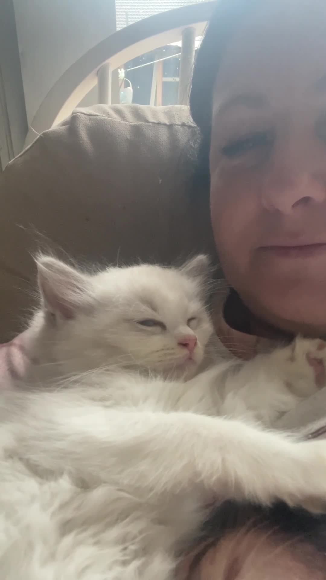 Ragdoll cats for sale: 🌟 Stunning TICA Ragdoll Kittens – Ready Now! - Video 1