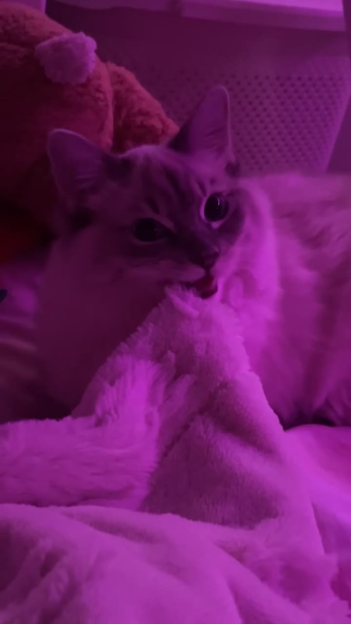 Ragdoll cats for sale: Lady the ragdoll  - Video 4