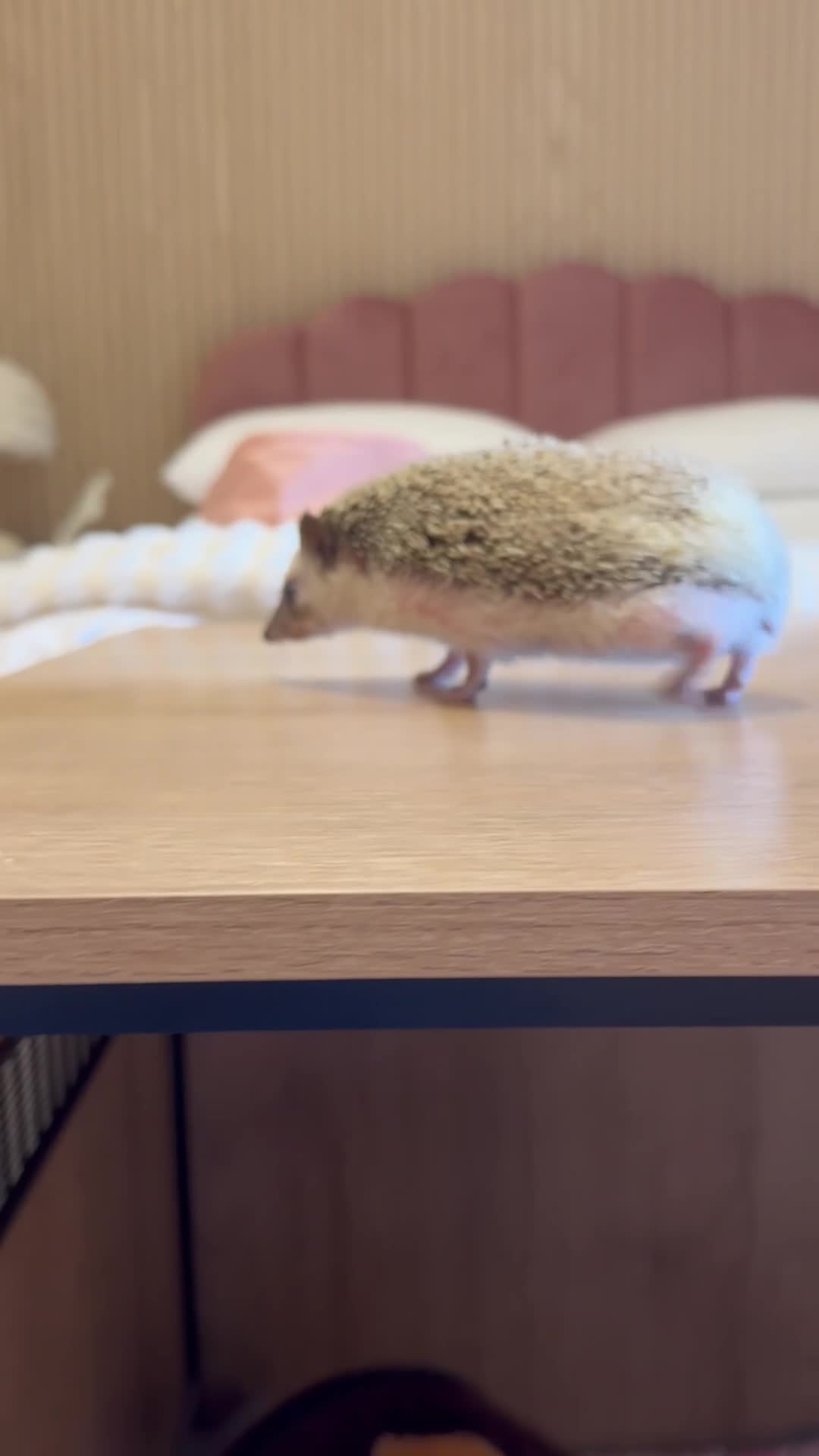 Pygmy Hedgehog rodents for sale: Pygmy Hedgehog in Newcastle upon Tyne - Video 1