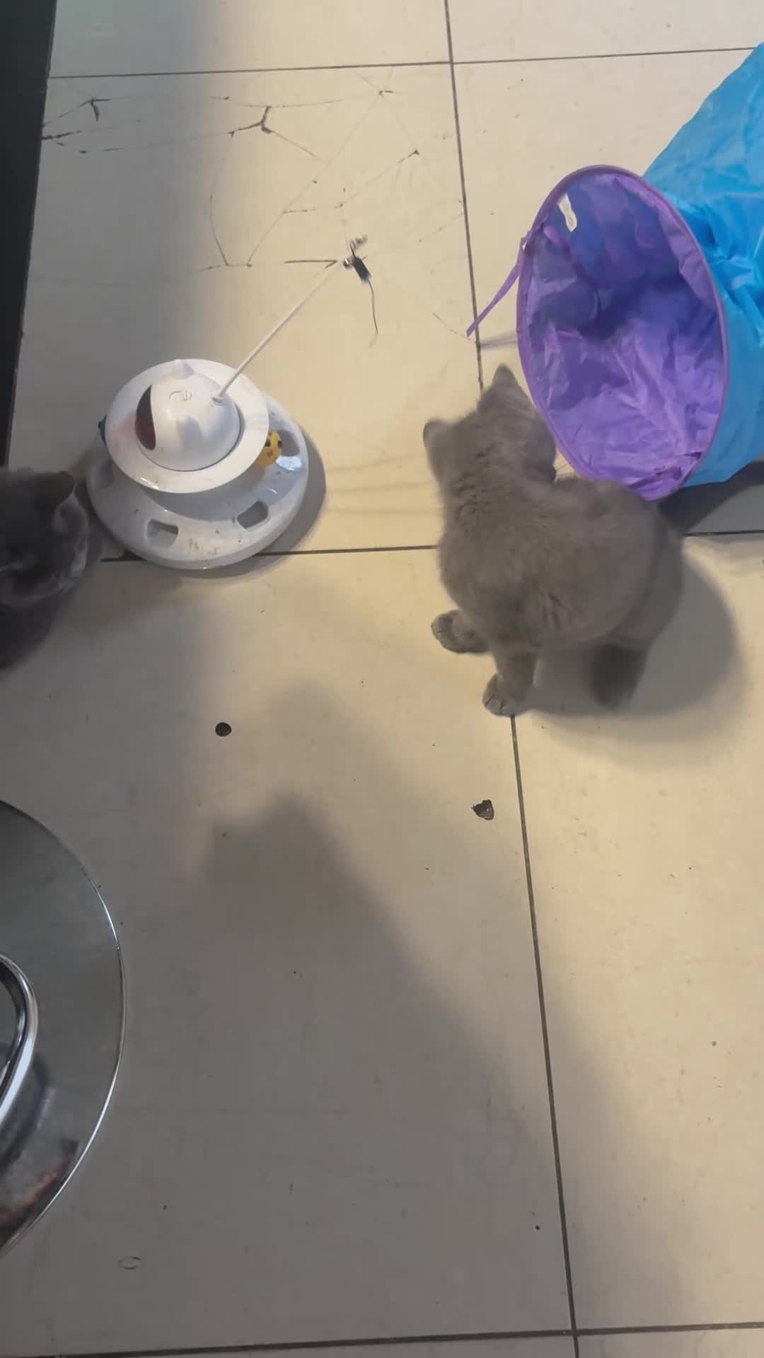 British Shorthair cats for sale: British Shorthair Kitten Male  - Video 3