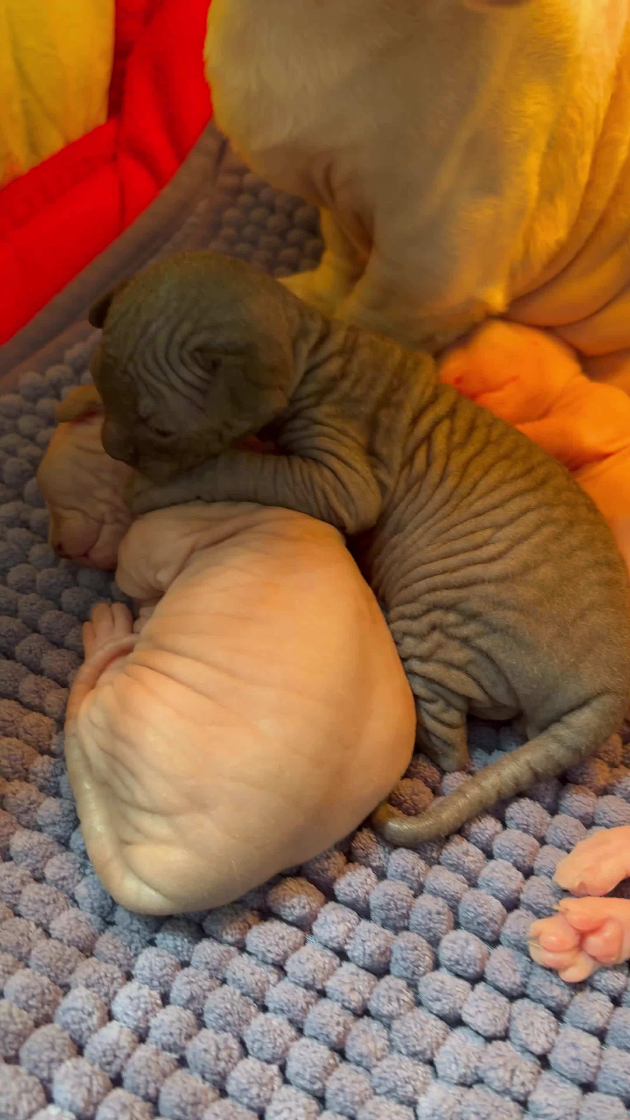 Sphynx cats for sale: Sphynx bambino kittens available 🐈‍⬛🐈 - Video 1