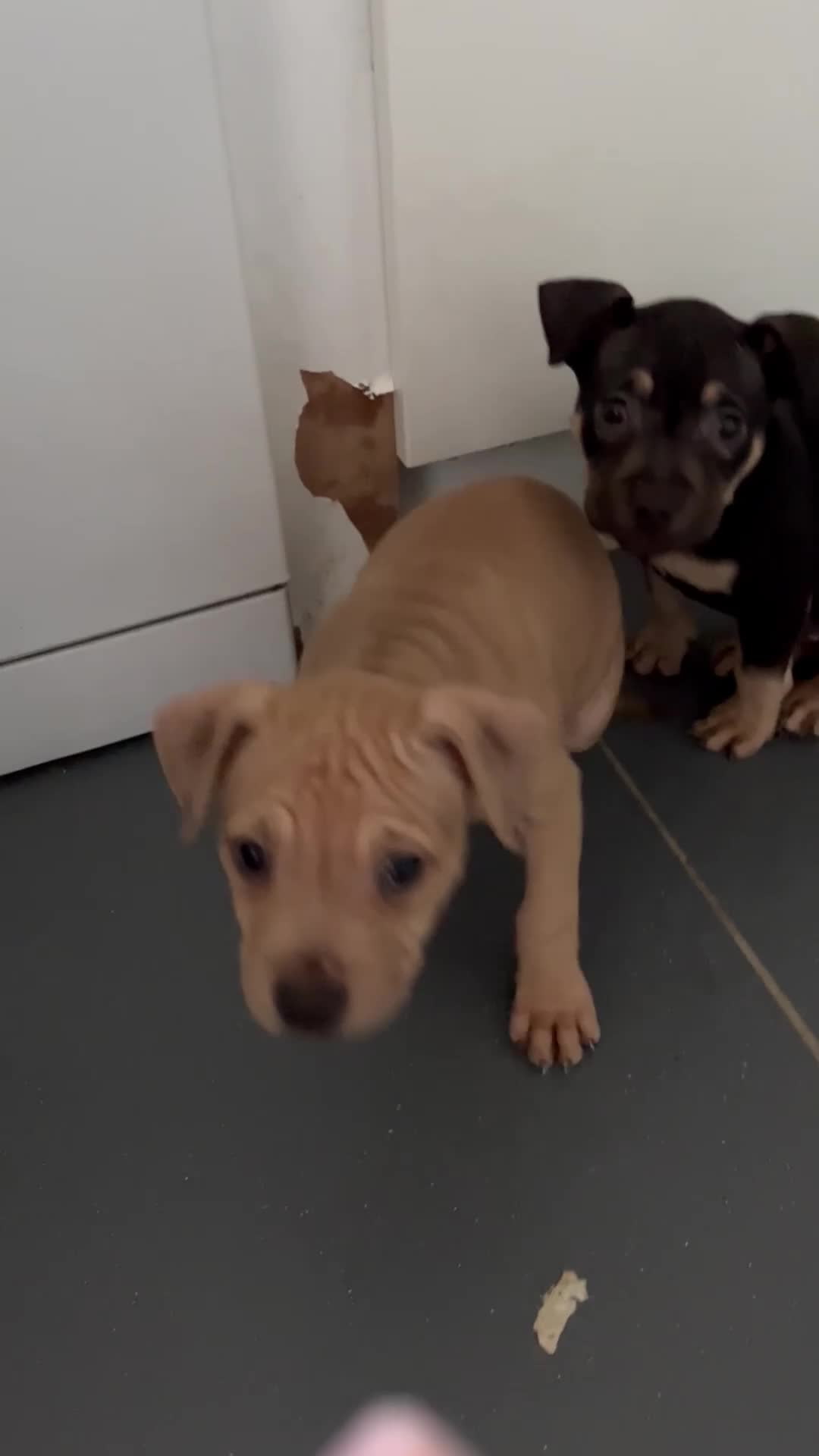 Mixed Breed dogs for sale: Bullmastiff cross pocket bully - Video 1