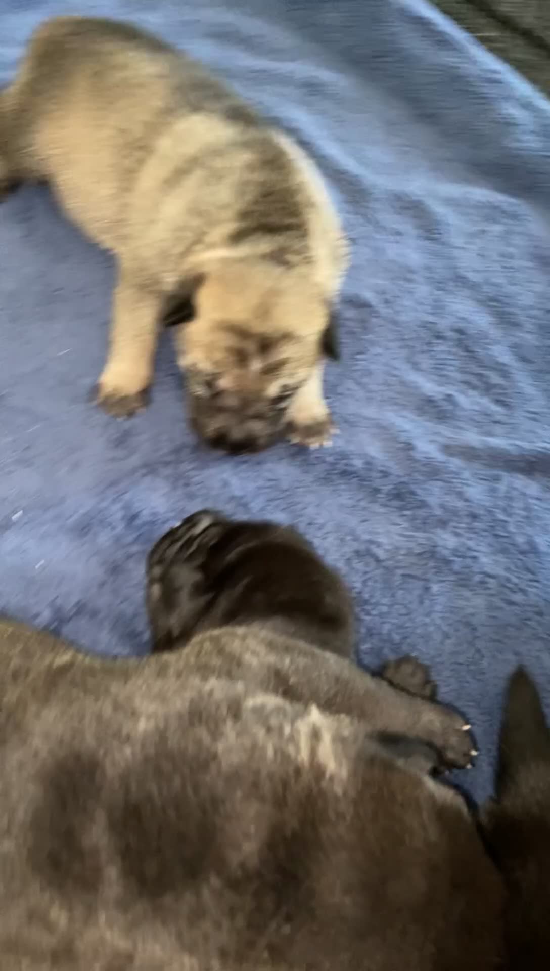 Mixed Breed dogs for sale: ⭐️Stunning Shar pei pups⭐️ - Video 4