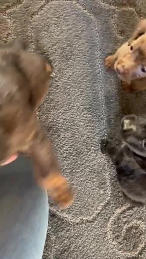 Cocker Spaniel dogs for sale: Beautiful Cockers  - Video 1