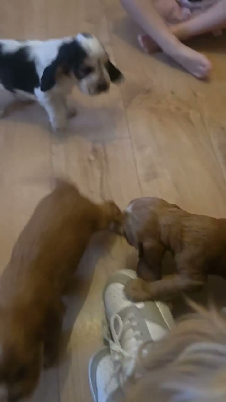 Cocker Spaniel dogs for sale: Stunning show cocker pups  - Video 1