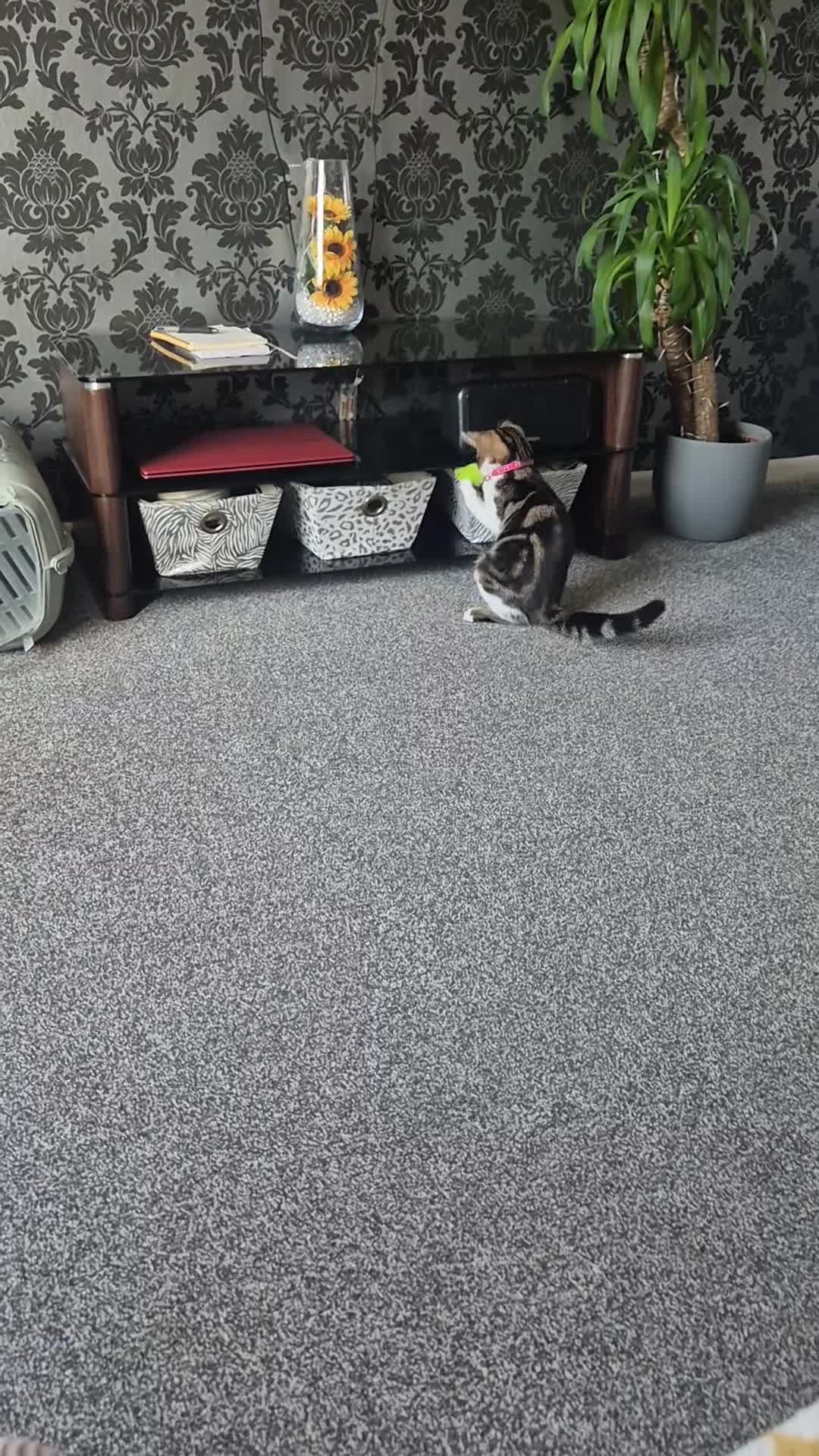 Mixed Breed cats for sale: Beautiful Playful & Loving 4Month Old Kitten Lyla in Clacton-on-Sea - Video 1