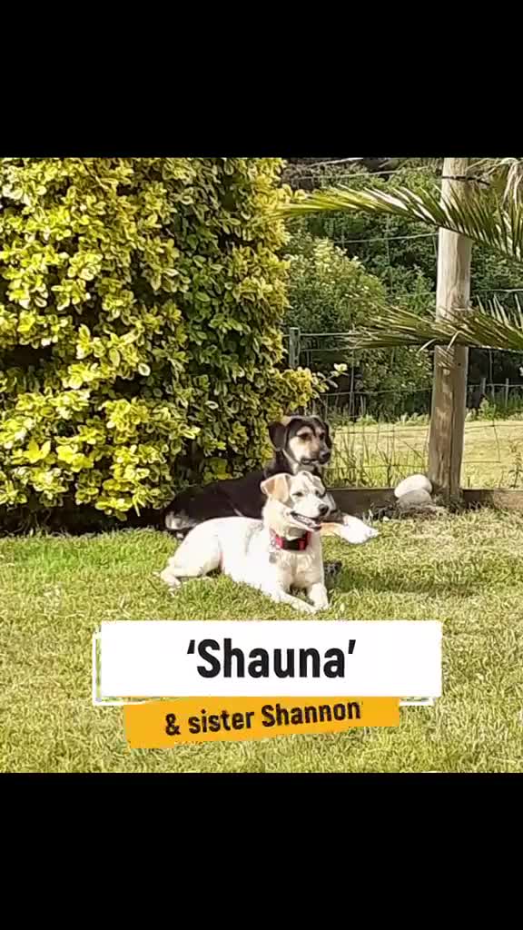 Mixed Breed dogs for adoption: Shauna, 6 months approx. Available for adoption. - Video 2