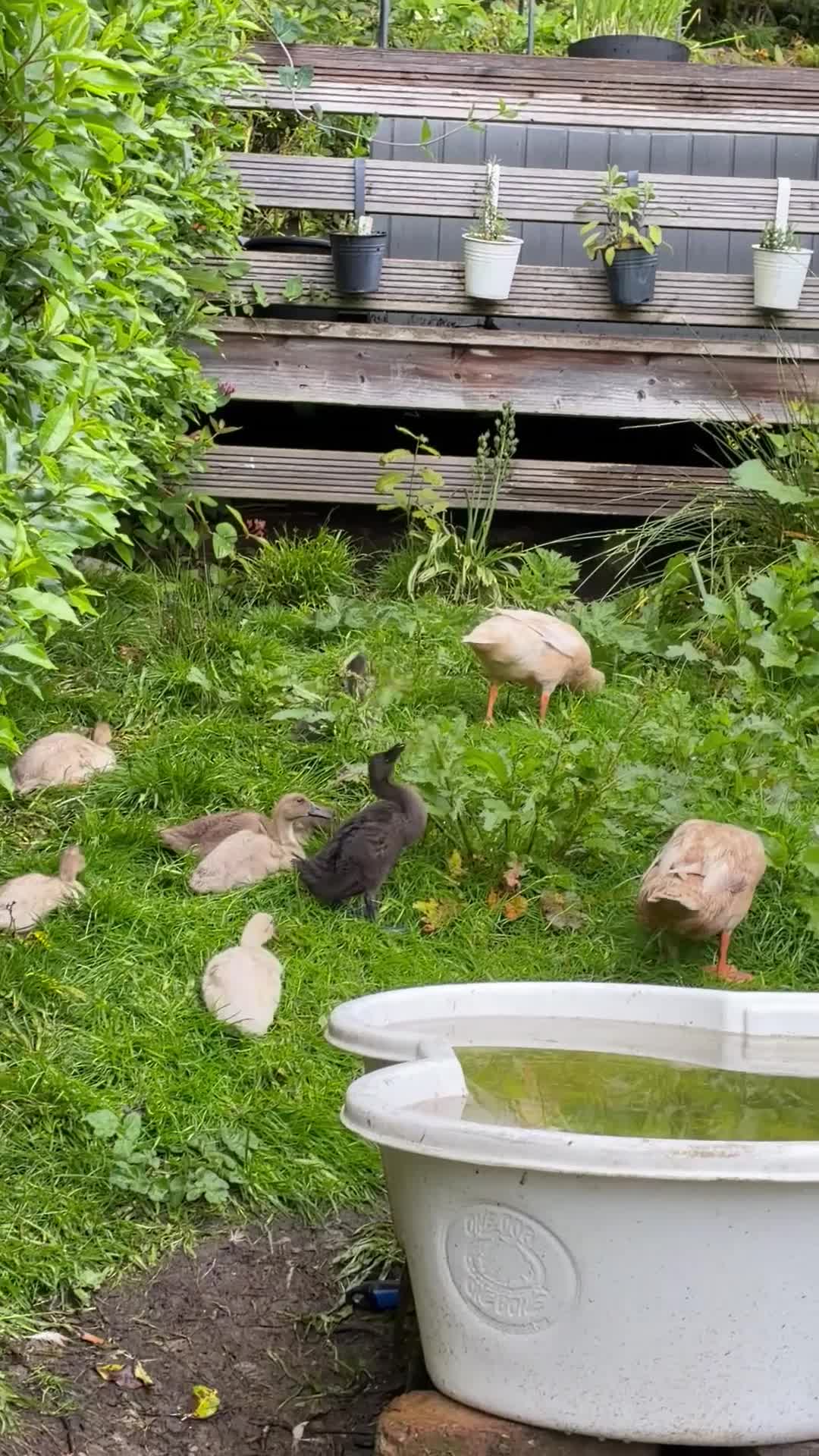 Ducks poultry for sale: Indian Runner Ducklings  - Video 2