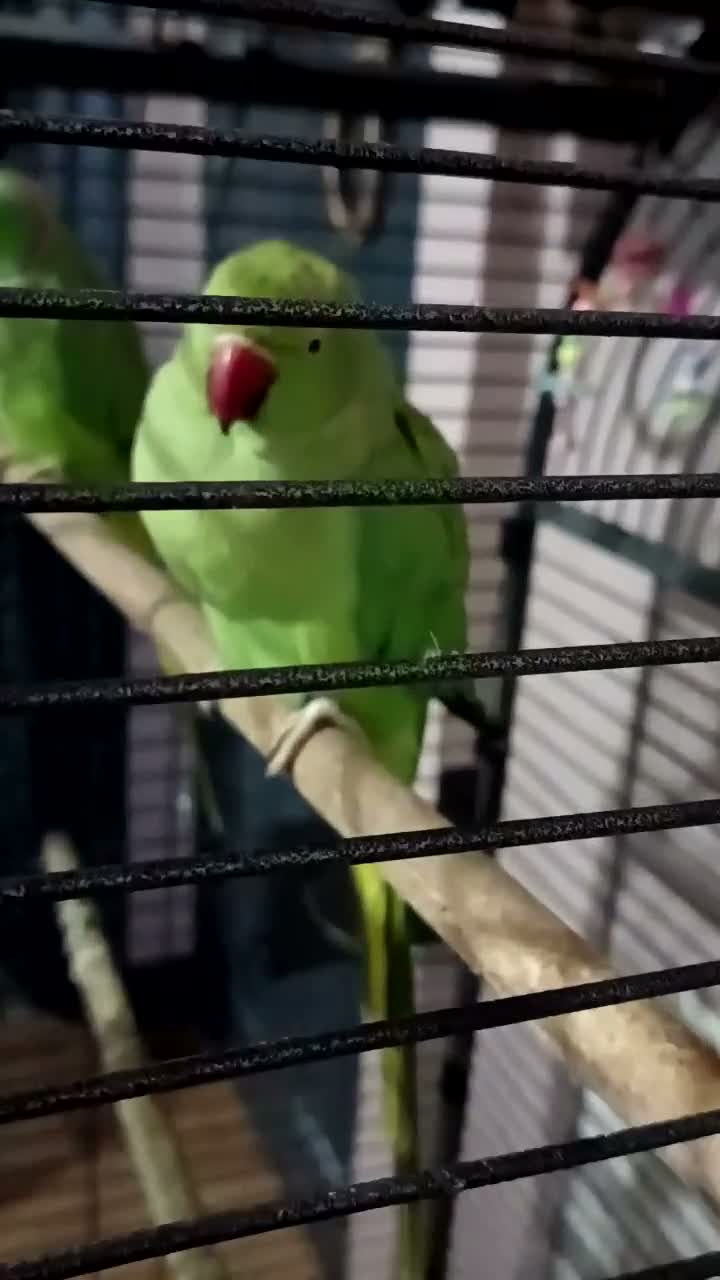 Ringnecks birds for sale: Pair of Indian ringnecks  - Video 1