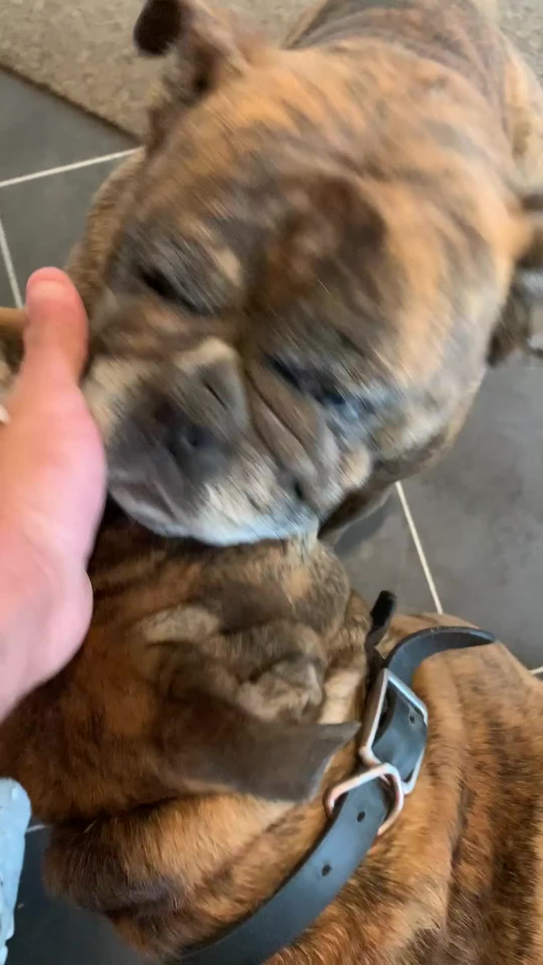 Old Tyme Bulldog dogs for sale: 2 beautiful dogs need a new loving home together - Video 1