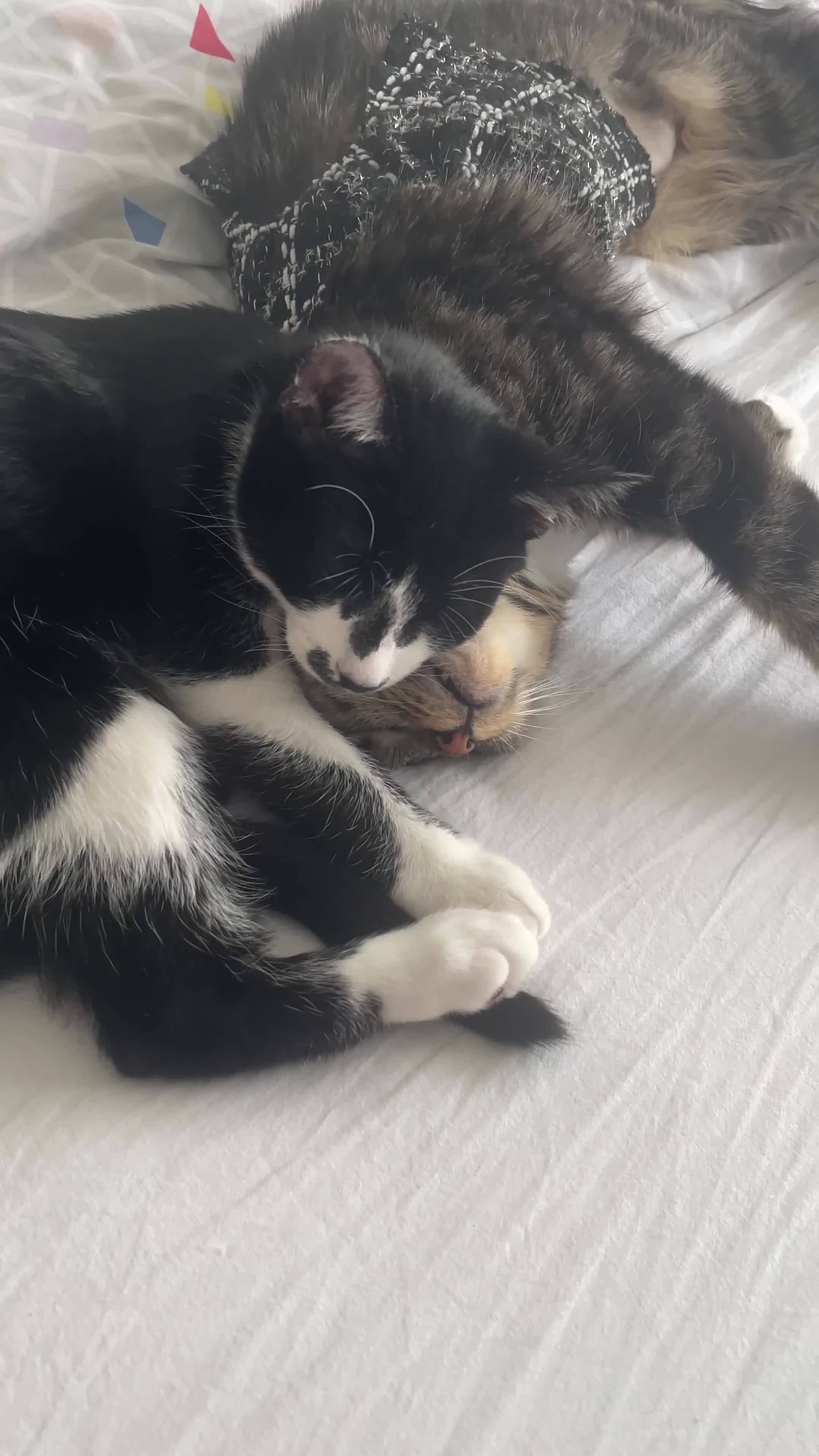 Mixed Breed cats for sale: Adorable Cats and kittens! - Video 1