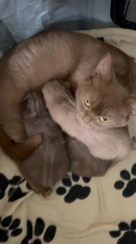British Shorthair cats for sale: British shorthair cinnamon brown Kittens  - Video 2