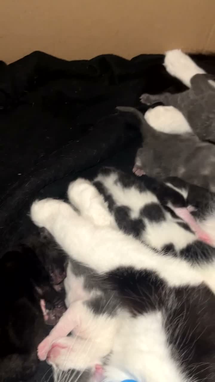 Mixed Breed cats for sale: 6 beautiful trained kittens ready for collection  - Video 1