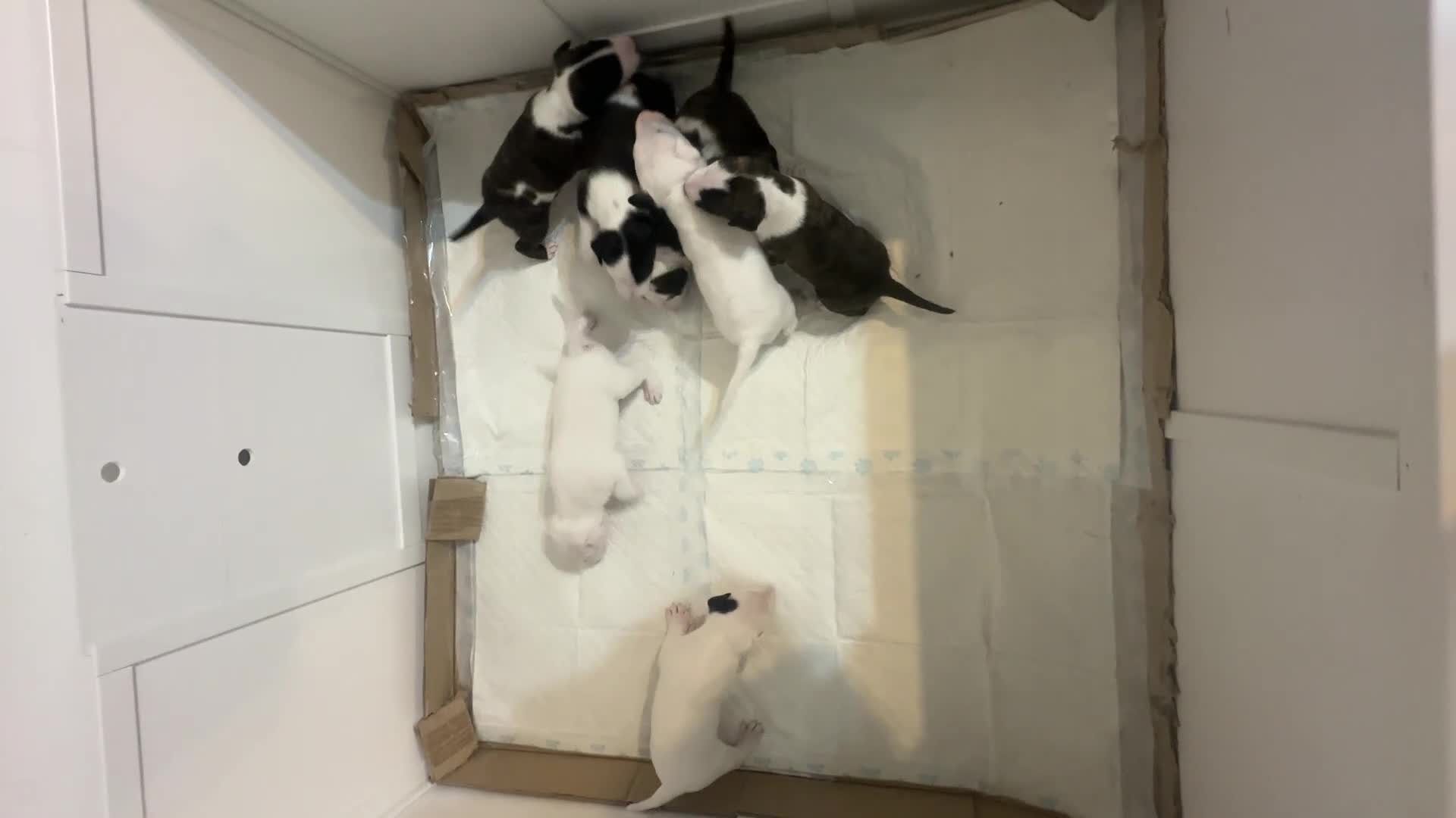 English Bull Terrier dogs for sale: English Bull Terrier Puppies  - Video 2