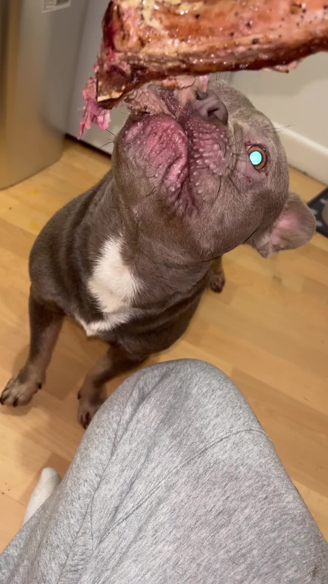 French Bulldog dogs for sale: Male French bulldog - Video 1