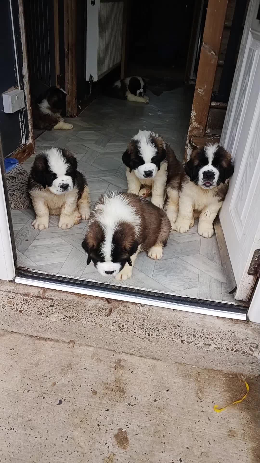 Saint Bernard dogs for sale: As of the 13th of August  just 2 girls available - Video 3