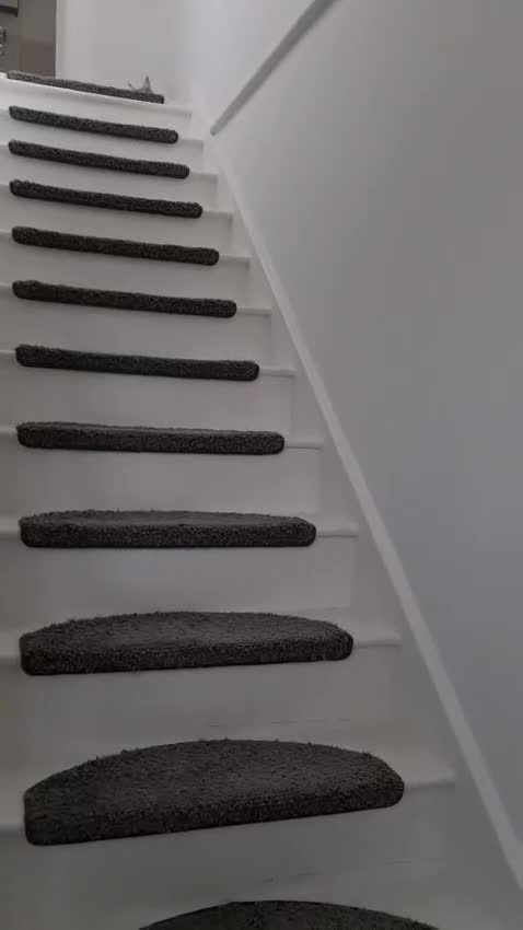 Maine Coon cats for sale: XXL Stunning Maine Coon Girl Annabel / TICA /Ready - Video 4