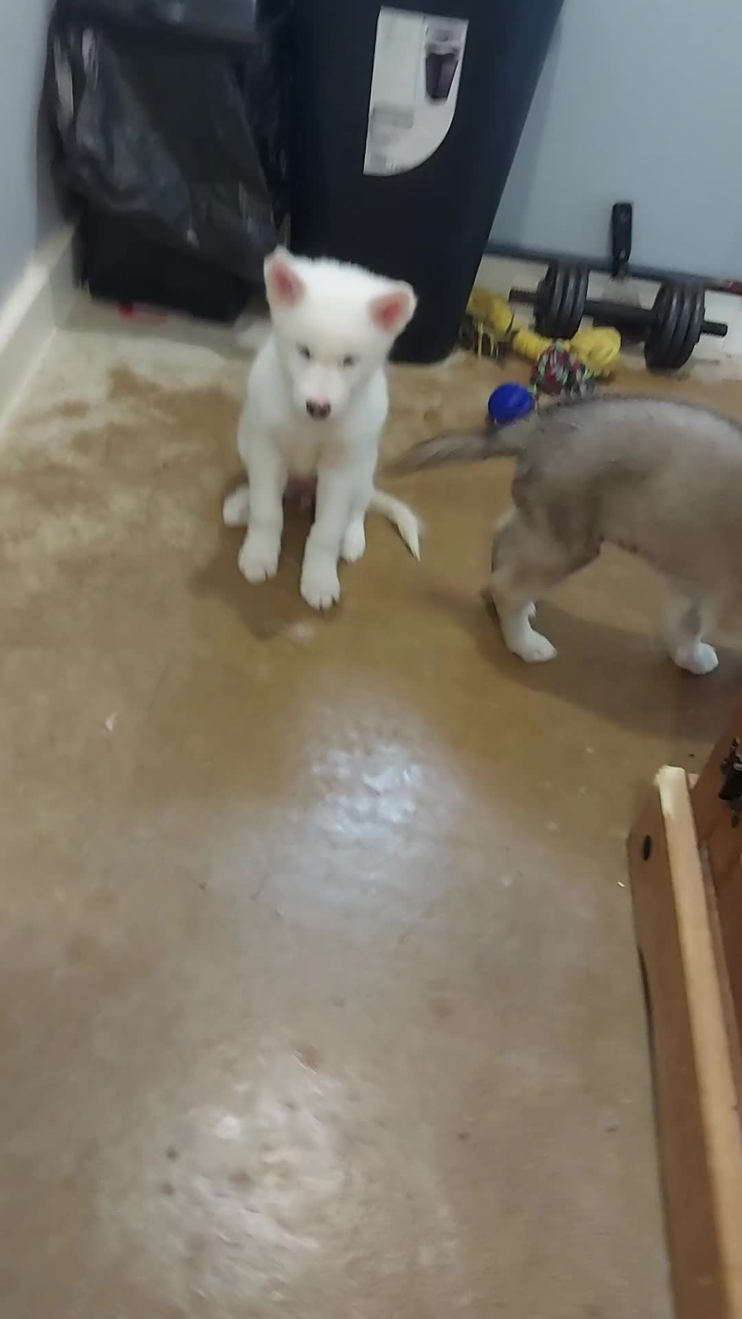 Mixed Breed dogs for sale: Huskita malamutes - Video 2