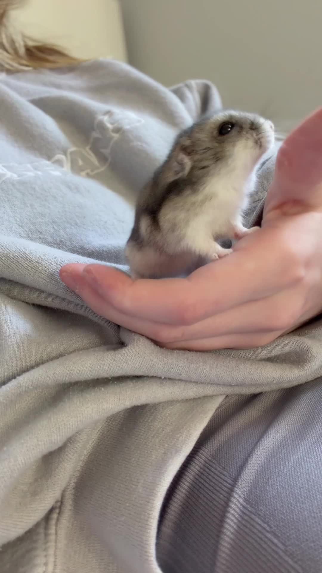 Hamster rodents for sale: male hamster. cage and accessories  - Video 4