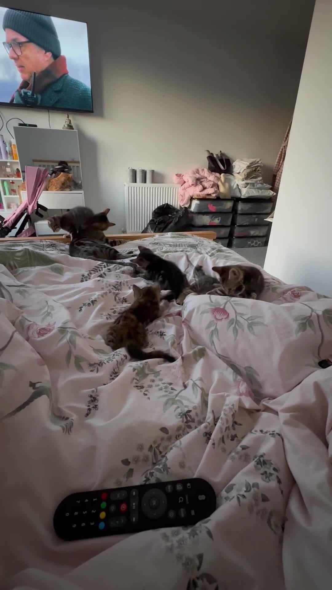 Siamese cats for sale: Lynx point Siamese  - Video 2
