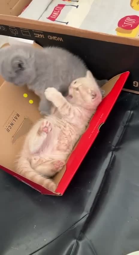 British Shorthair cats for sale: Pure breed registered kittens - Video 2