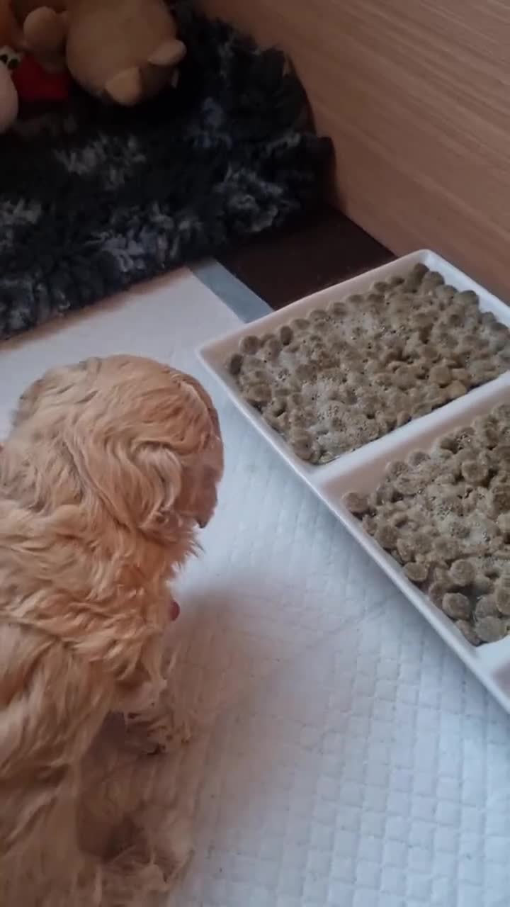 Maltipoo dogs for sale: Family-Raised Toy Maltipoo, DNAClear, 3GenPedigree - Video 3